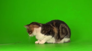 Yeşil ekranda gri ve beyaz kedi.