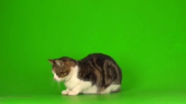 Yeşil ekranda gri ve beyaz kedi.