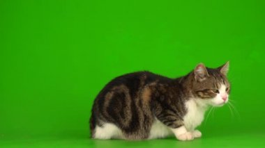 Yeşil ekranda gri ve beyaz kedi.