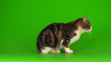 Yeşil ekranda gri ve beyaz kedi.