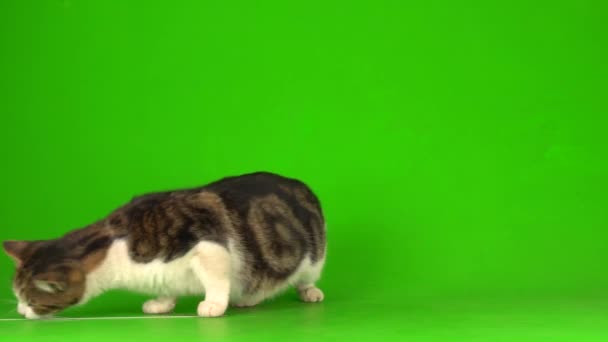 Γκρι Και Άσπρη Γάτα Πράσινο Φόντο Οθόνης — Αρχείο Βίντεο