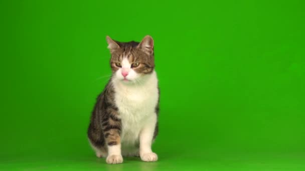 Γκρι Και Άσπρη Γάτα Πράσινο Φόντο Οθόνης — Αρχείο Βίντεο