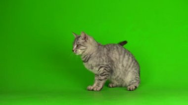 Yeşil ekranda oynayan tekir gri kedi yavrusu.