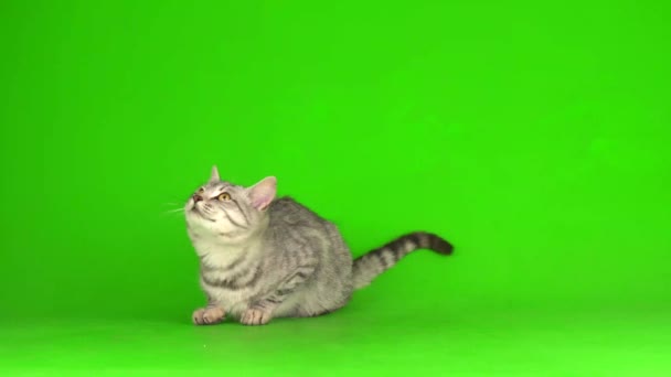 Gatito Gato Gris Tabby Jugando Fondo Pantalla Verde — Vídeo de stock