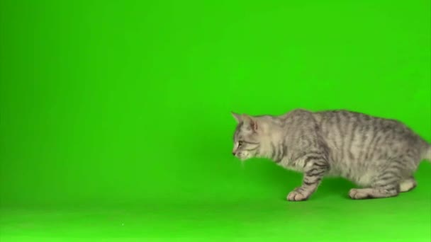 Tabby Graue Katze Kätzchen Spielt Grünen Bildschirm Hintergrund — Stockvideo