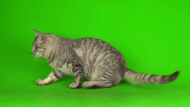 Tabby Gato Cinza Gatinho Jogando Fundo Tela Verde — Vídeo de Stock