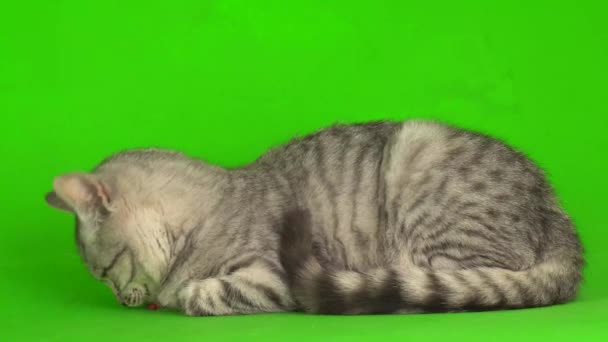 Yeşil Ekranda Oynayan Tekir Gri Kedi Yavrusu — Stok video