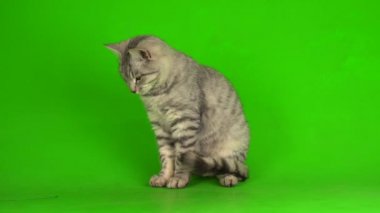 Yeşil ekranda oynayan tekir gri kedi yavrusu.