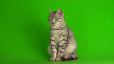 Yeşil ekranda oynayan tekir gri kedi yavrusu.
