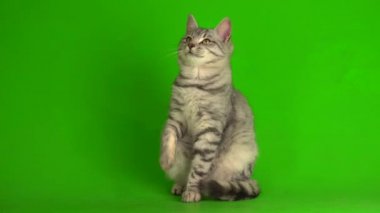 Yeşil ekranda oynayan tekir gri kedi yavrusu.
