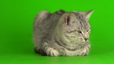 Yeşil ekranda oynayan tekir gri kedi yavrusu.