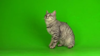Yeşil ekranda oynayan tekir gri kedi yavrusu.