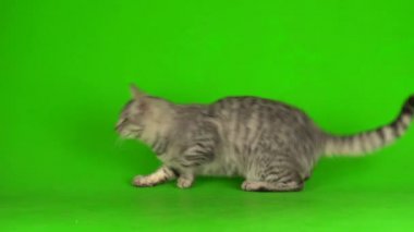 Yeşil ekranda oynayan tekir gri kedi yavrusu.