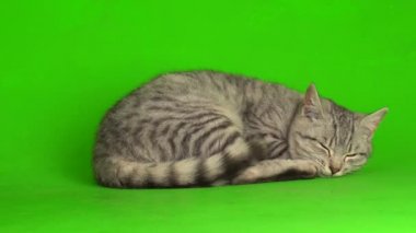 Yeşil ekranda oynayan tekir gri kedi yavrusu.