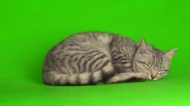 Yeşil ekranda oynayan tekir gri kedi yavrusu.
