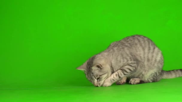 Tabby Graue Katze Kätzchen Spielt Grünen Bildschirm Hintergrund — Stockvideo