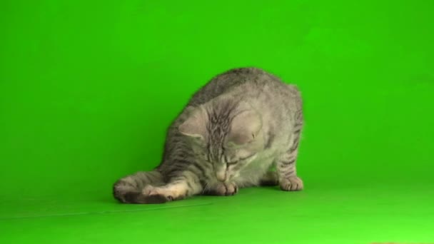 Tabby Šedá Kočka Kotě Hraje Zelenou Obrazovku Pozadí — Stock video