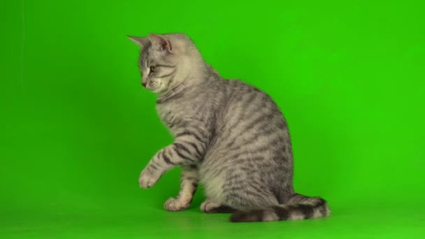 Tabby Szary Kot Kotek Gra Zielony Ekran Tło — Wideo stockowe