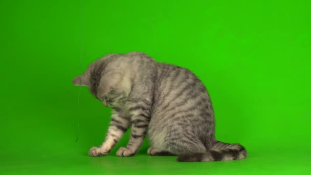 Tabby Graue Katze Kätzchen Spielt Grünen Bildschirm Hintergrund — Stockvideo