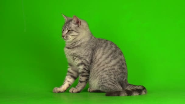 Tabby Gray Cat Kitten Playing Green Screen Background — Stock Video
