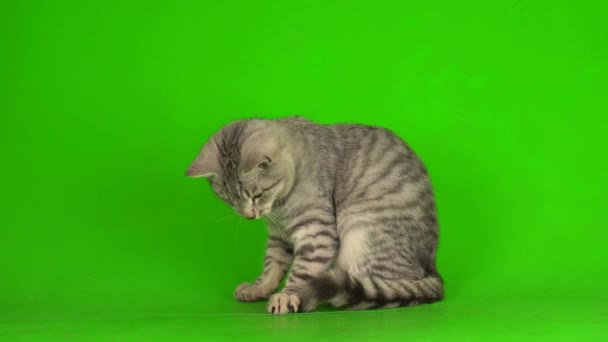 Tabby Šedá Kočka Kotě Hraje Zelenou Obrazovku Pozadí — Stock video