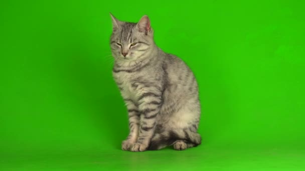 Таббі Сірий Кіт Кошеня Грає Зеленому Екрані Фоні — стокове відео