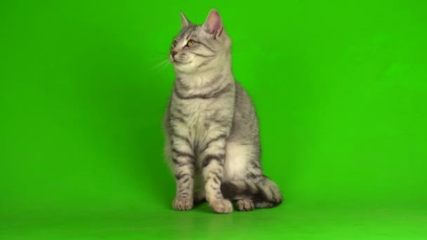 Tabby Chat Gris Chaton Jouer Fond Écran Vert — Video