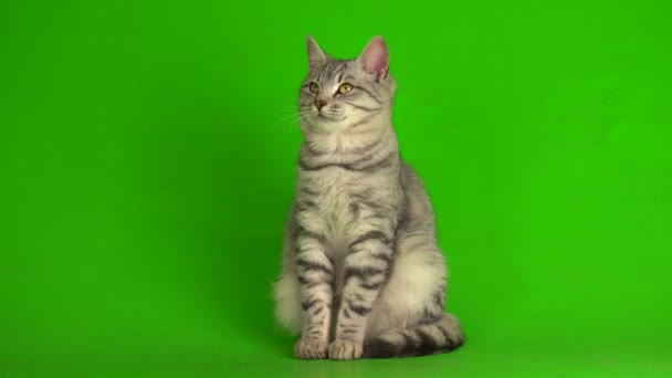 Tabby Grå Katt Kattunge Spelar Grön Skärm Bakgrund — Stockvideo