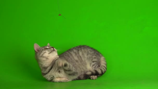 Gatito Gato Gris Tabby Jugando Fondo Pantalla Verde — Vídeos de Stock