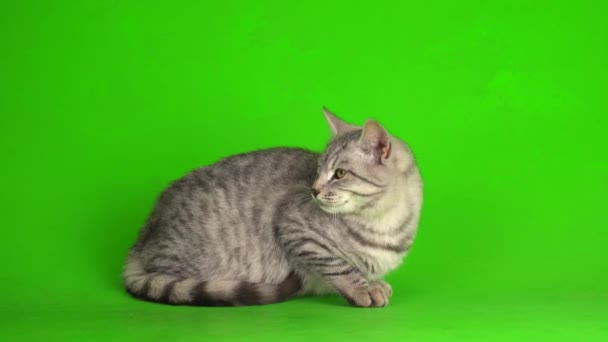 화면을 재생하는 고양이 — 비디오