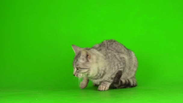 Tabby Γκρι Γάτα Γατάκι Παίζει Πράσινο Φόντο Οθόνη — Αρχείο Βίντεο