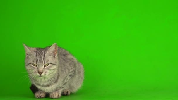 Tabby Gato Cinza Gatinho Jogando Fundo Tela Verde — Vídeo de Stock