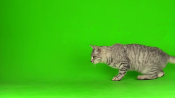 Tabby Gray Cat Kitten Playing Green Screen Background — Stock Video