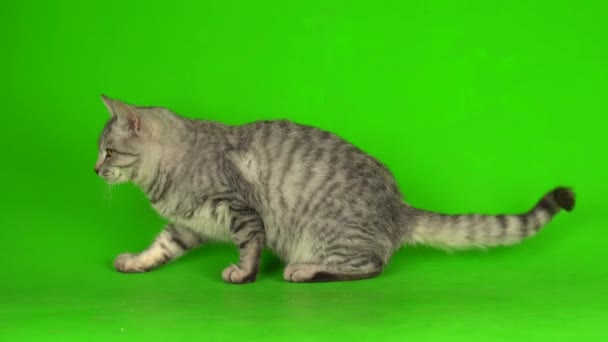 Gatito Gato Gris Tabby Jugando Fondo Pantalla Verde — Vídeo de stock