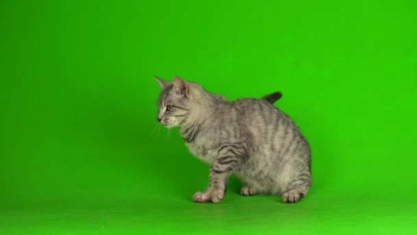 Gattino Gatto Grigio Tabby Giocare Sfondo Schermo Verde — Video Stock