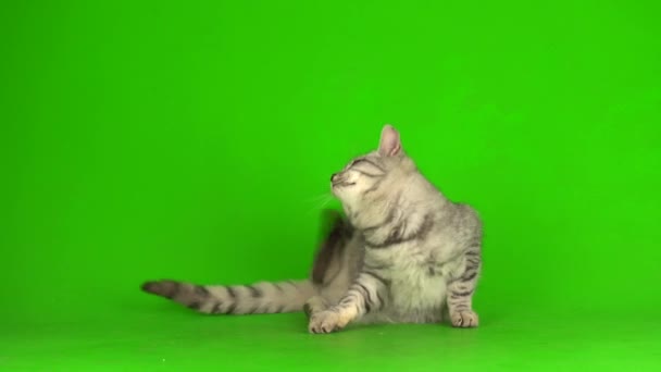 Gatito Gato Gris Tabby Jugando Fondo Pantalla Verde — Vídeos de Stock