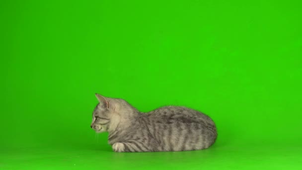 Tabby Γκρι Γάτα Γατάκι Παίζει Πράσινο Φόντο Οθόνη — Αρχείο Βίντεο