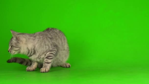 Tabby Gray Cat Kitten Playing Green Screen Background — Stock Video