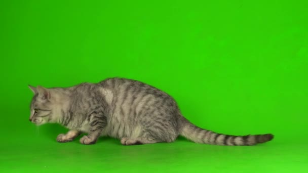 Gatito Gato Gris Tabby Jugando Fondo Pantalla Verde — Vídeo de stock