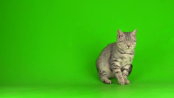 Tabby Grijs Kat Kitten Spelen Groen Scherm Achtergrond — Stockvideo