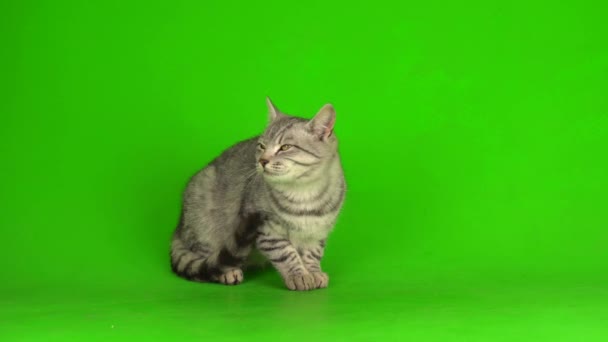 タビーグレー猫子猫再生緑の画面の背景 — ストック動画