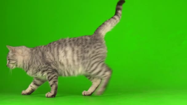 Tabby Grå Katt Kattunge Spelar Grön Skärm Bakgrund — Stockvideo