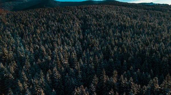 Winter Carpathian Coniferous Forest Mountain Range Video Aerial Photography — Stock Photo, Image