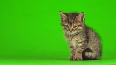 Küçük gri kedi yavrusu yeşil ekranda oynuyor..