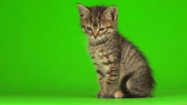 Küçük gri kedi yavrusu yeşil ekranda oynuyor..