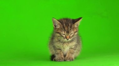 Küçük gri kedi yavrusu yeşil ekranda oynuyor..