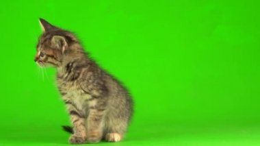 Küçük gri kedi yavrusu yeşil ekranda oynuyor..