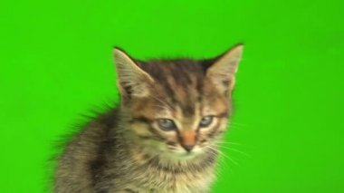 Küçük gri kedi yavrusu yeşil ekranda oynuyor..