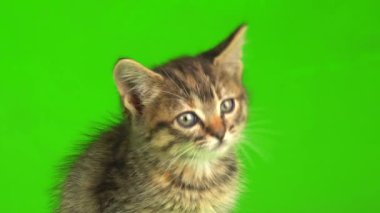 Küçük gri kedi yavrusu yeşil ekranda oynuyor..