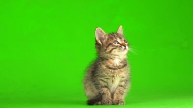 Küçük gri kedi yavrusu yeşil ekranda oynuyor..